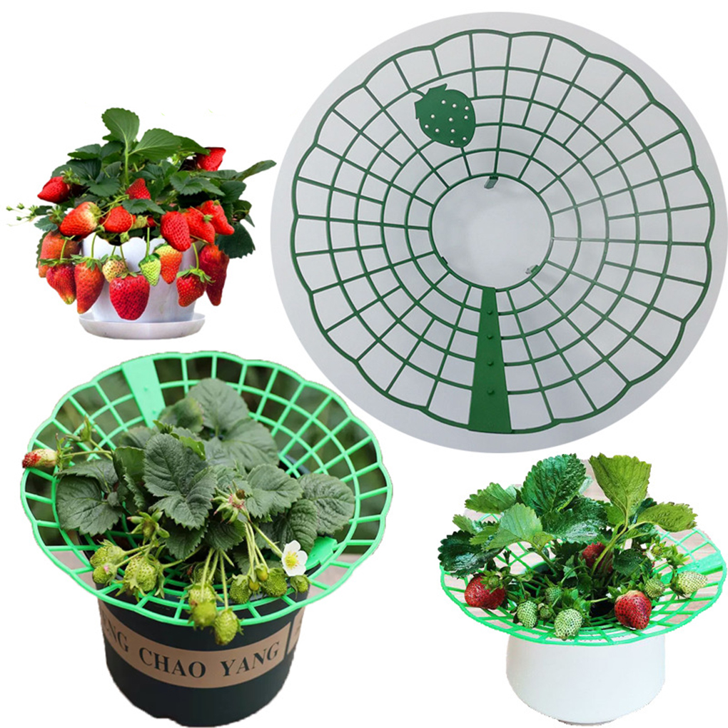 20PCS Strawberry Stand Green C - Vine Climbing Plastic ulasan dan harga