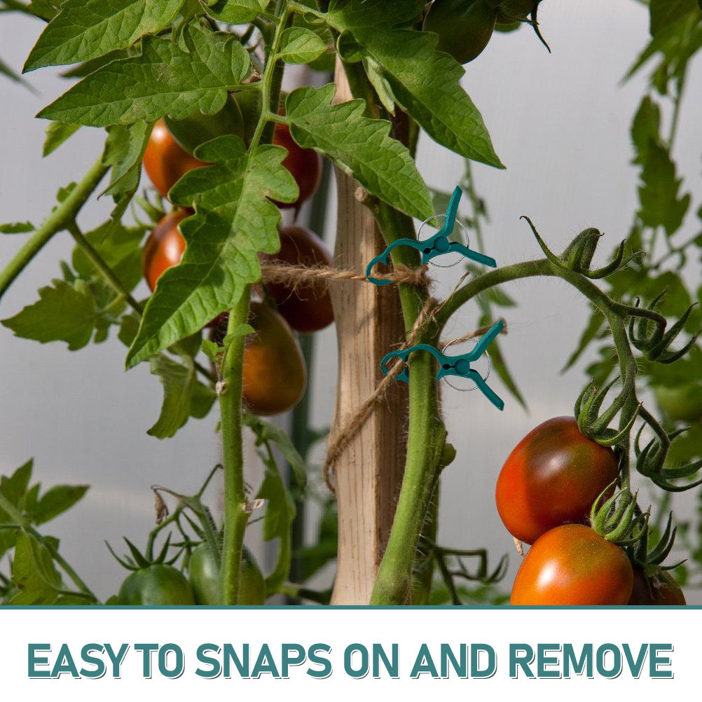 50Pcs Tomato Stem Support Clip - Vine Climbing Plastic ulasan dan harga