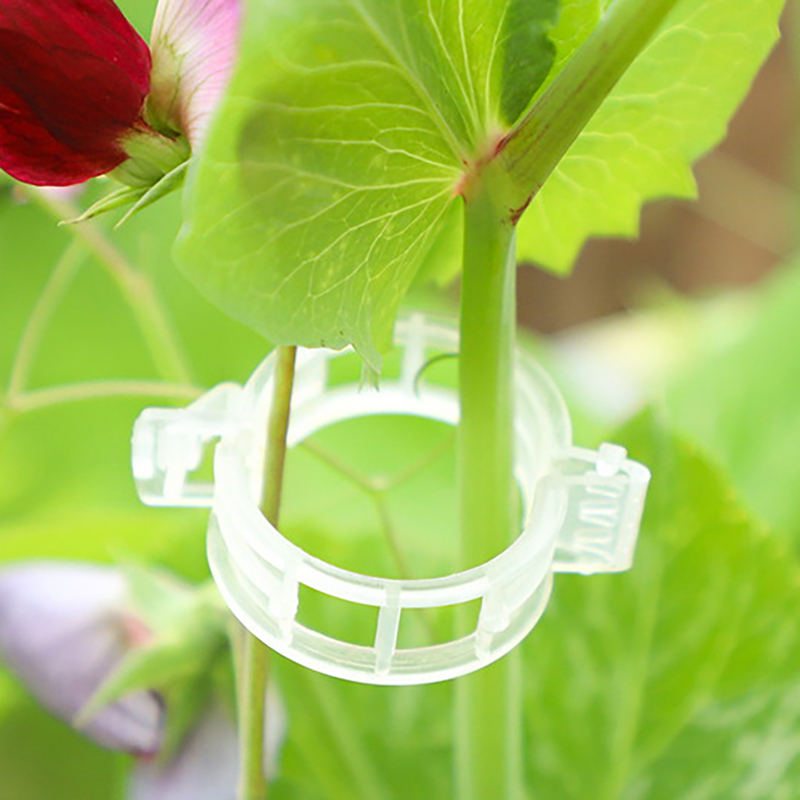 100pcs Clear Plastic Plant Cli - Vine Climbing Plastic ulasan dan harga