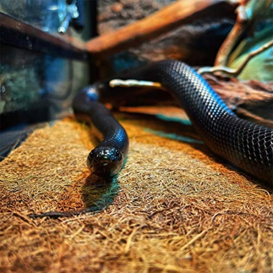 Reptile Carpet Mat 19.7x11.8in - Substrate Coconut Fiber ulasan dan harga