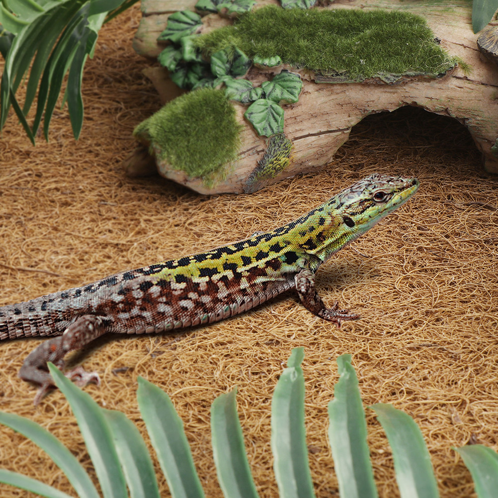 Reptile Terrarium Bedding Subs - Substrate Coconut Fiber ulasan dan harga