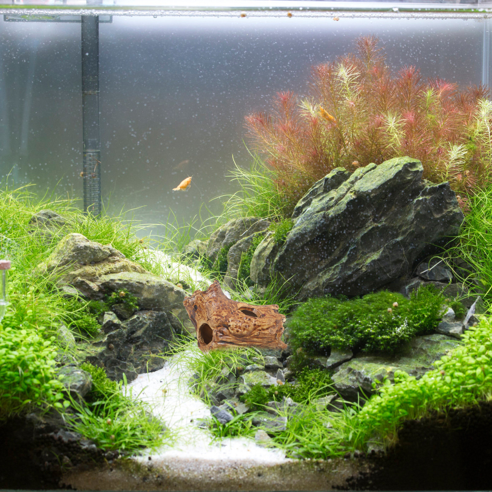 Premium Ceramic Aquarium Hides - Hide Cave Ceramic ulasan dan harga