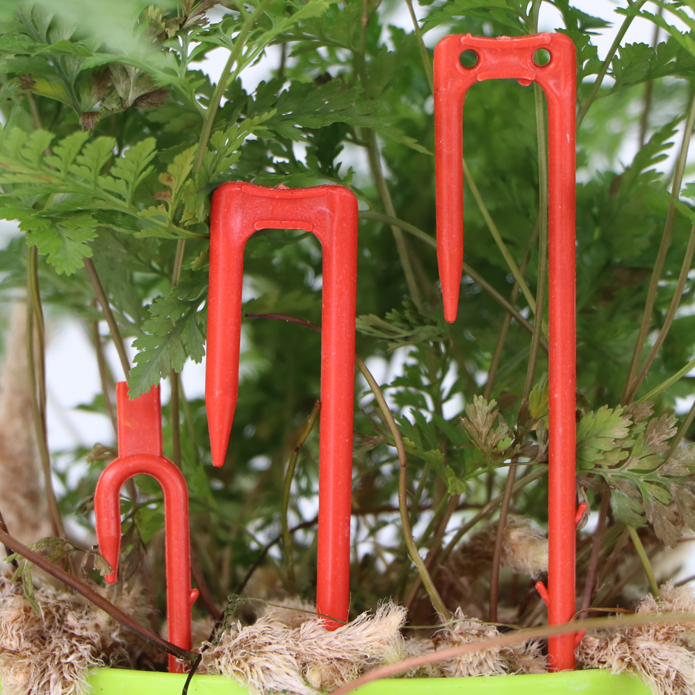 20-50PCS Strawberry Planting F - Vine Climbing Plastic ulasan dan harga