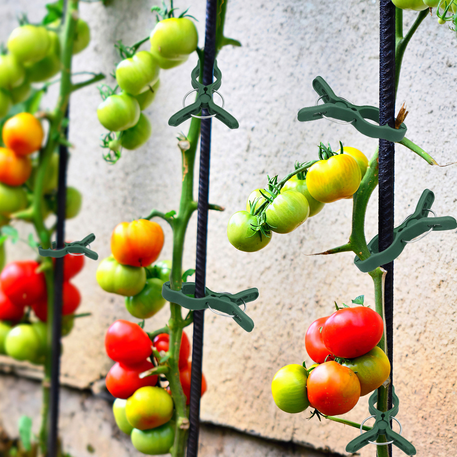 50Pcs Plastic Garden Plant Cli - Vine Climbing Plastic ulasan dan harga