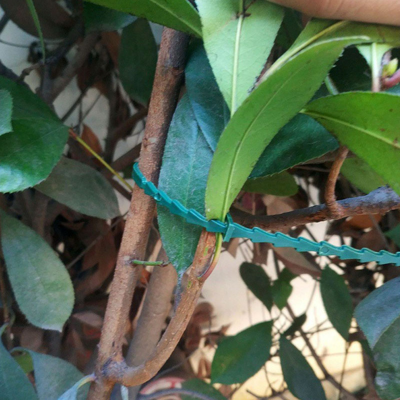 13cm Adjustable Plastic Plant  - Vine Climbing Plastic ulasan dan harga